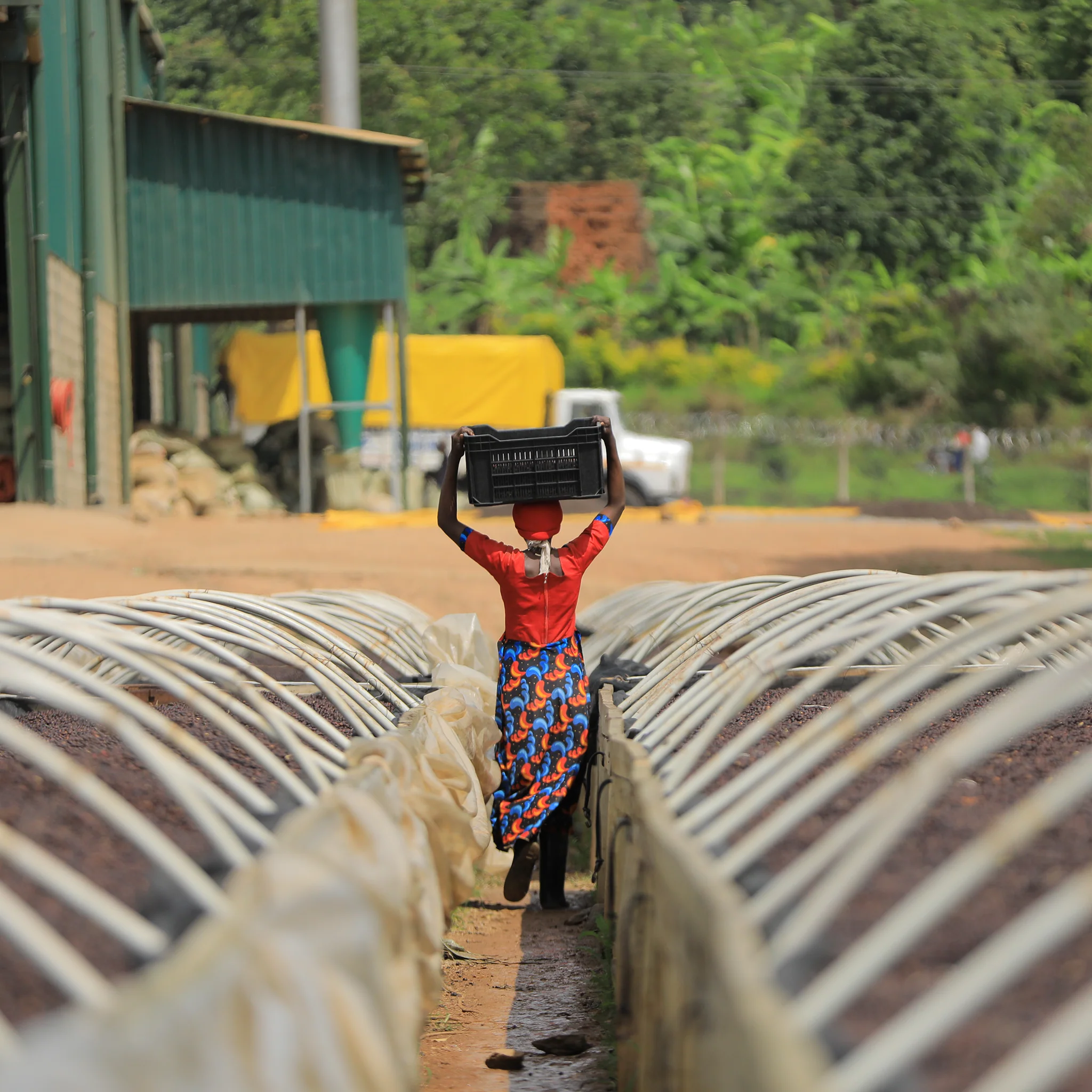 Bukonzo Ana. - Image 12