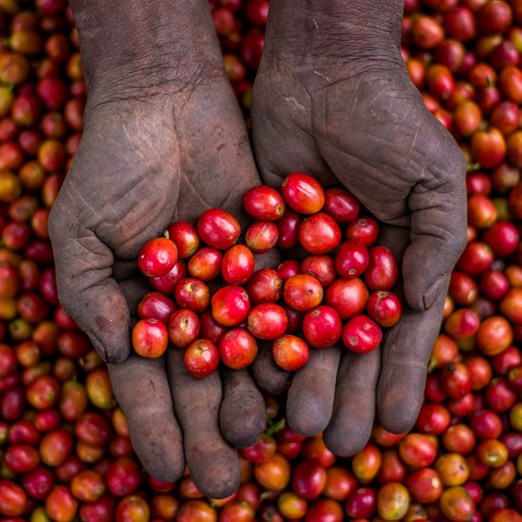 Bukonzo Ana. - Image 3