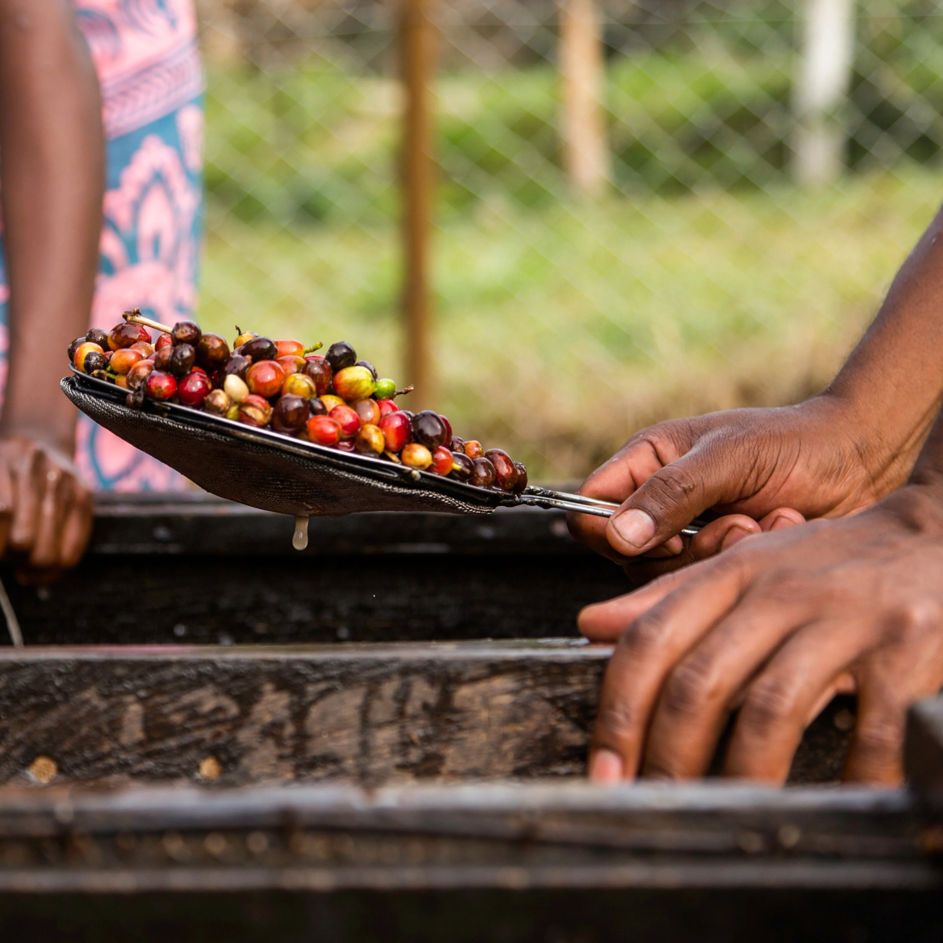 Bukonzo Ana. - Image 9