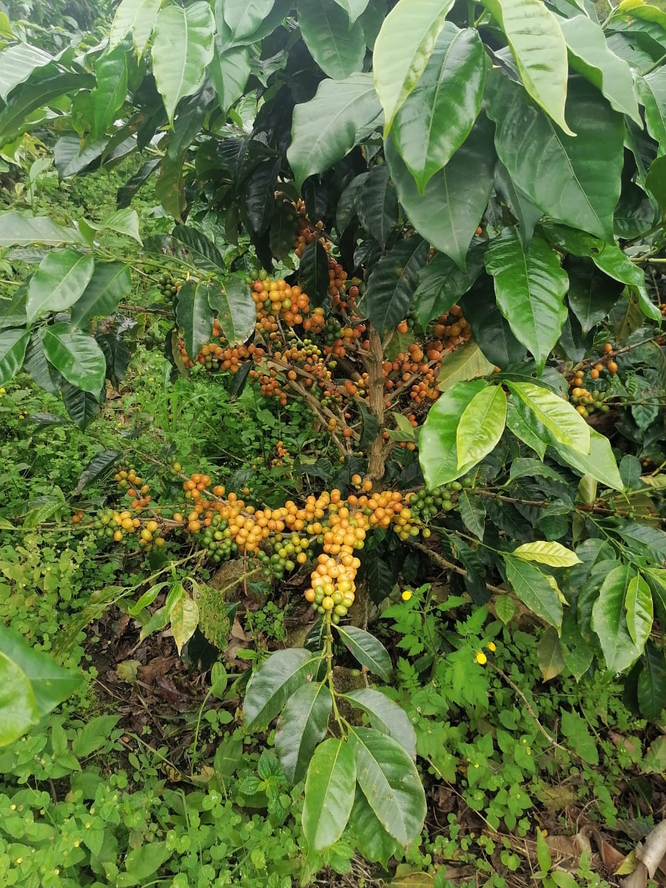 El Campo - Image 3