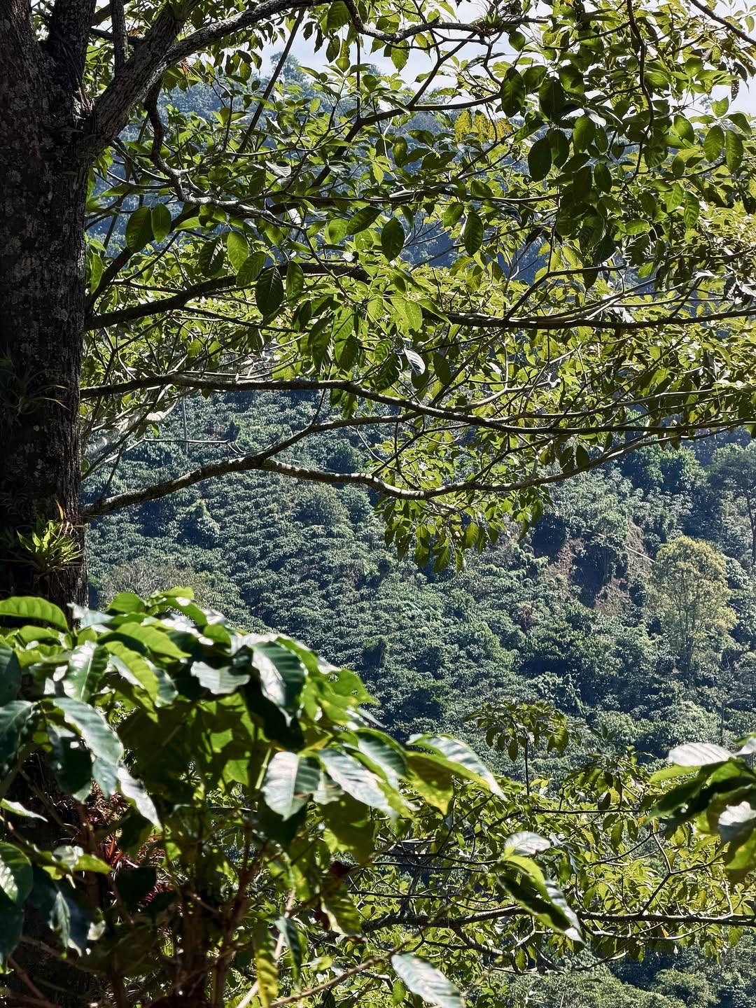 El Tacaná - Image 4