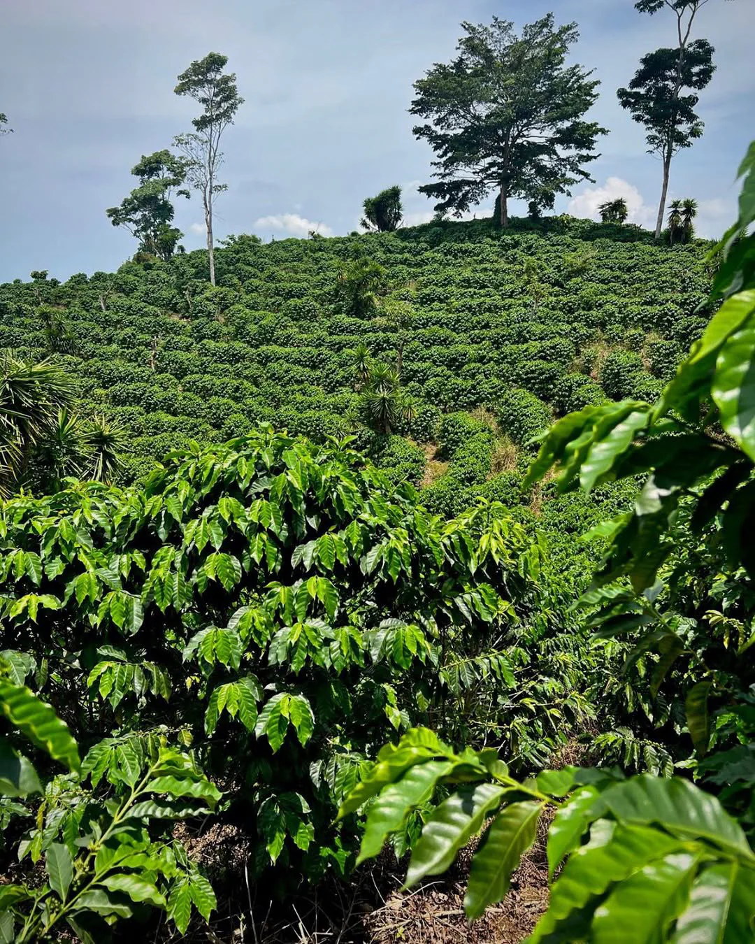 El Tacaná - Image 7