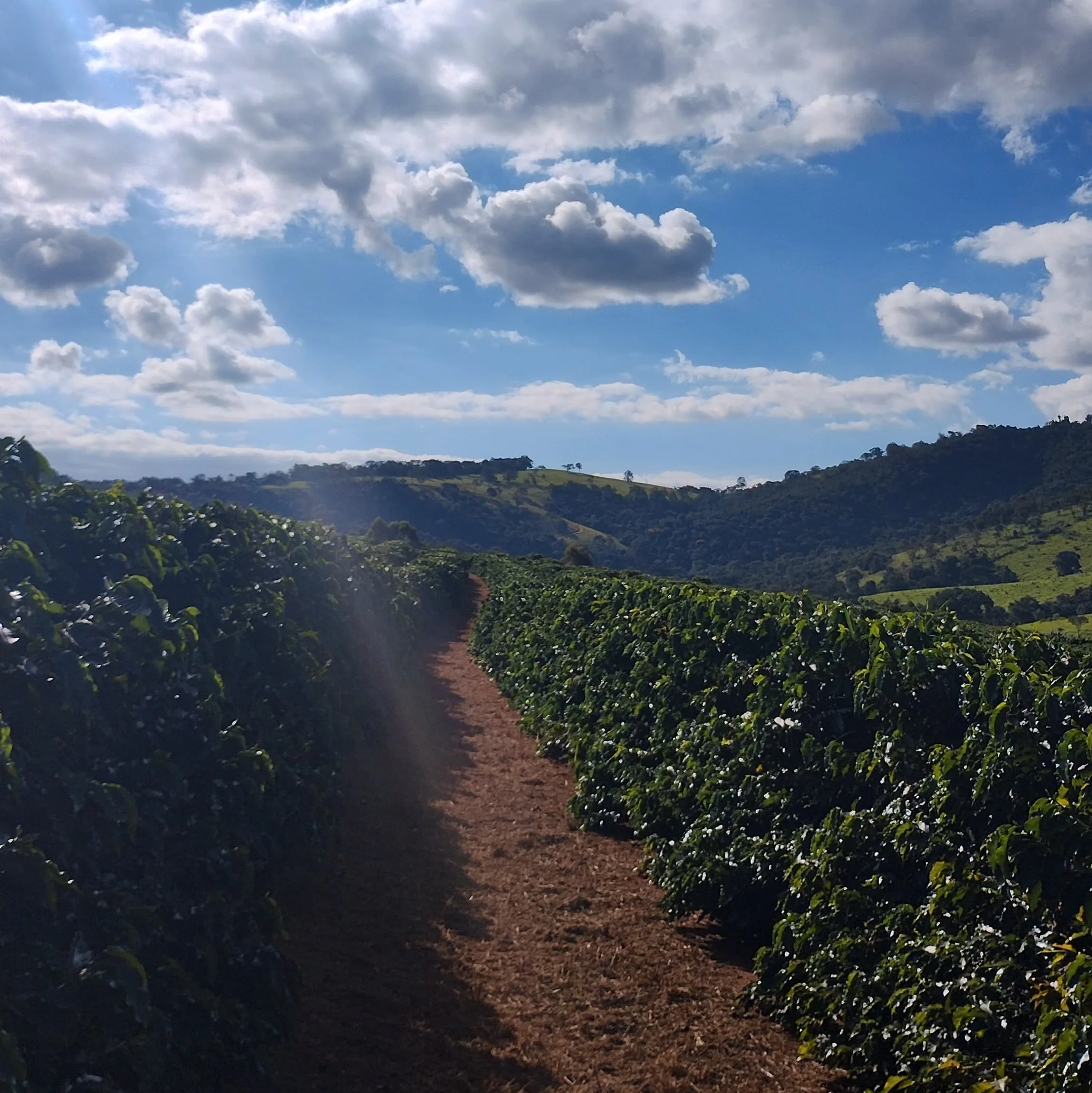 La Jaguara - Image 8
