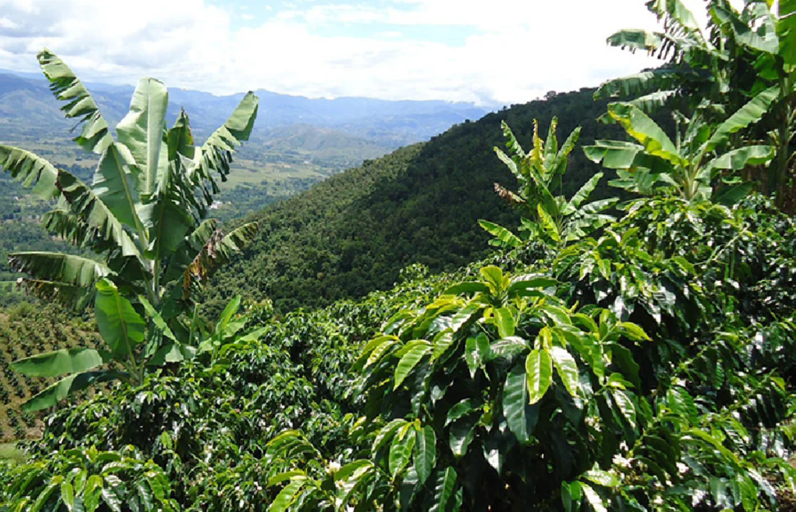 Risaralda Decaf - Image 3