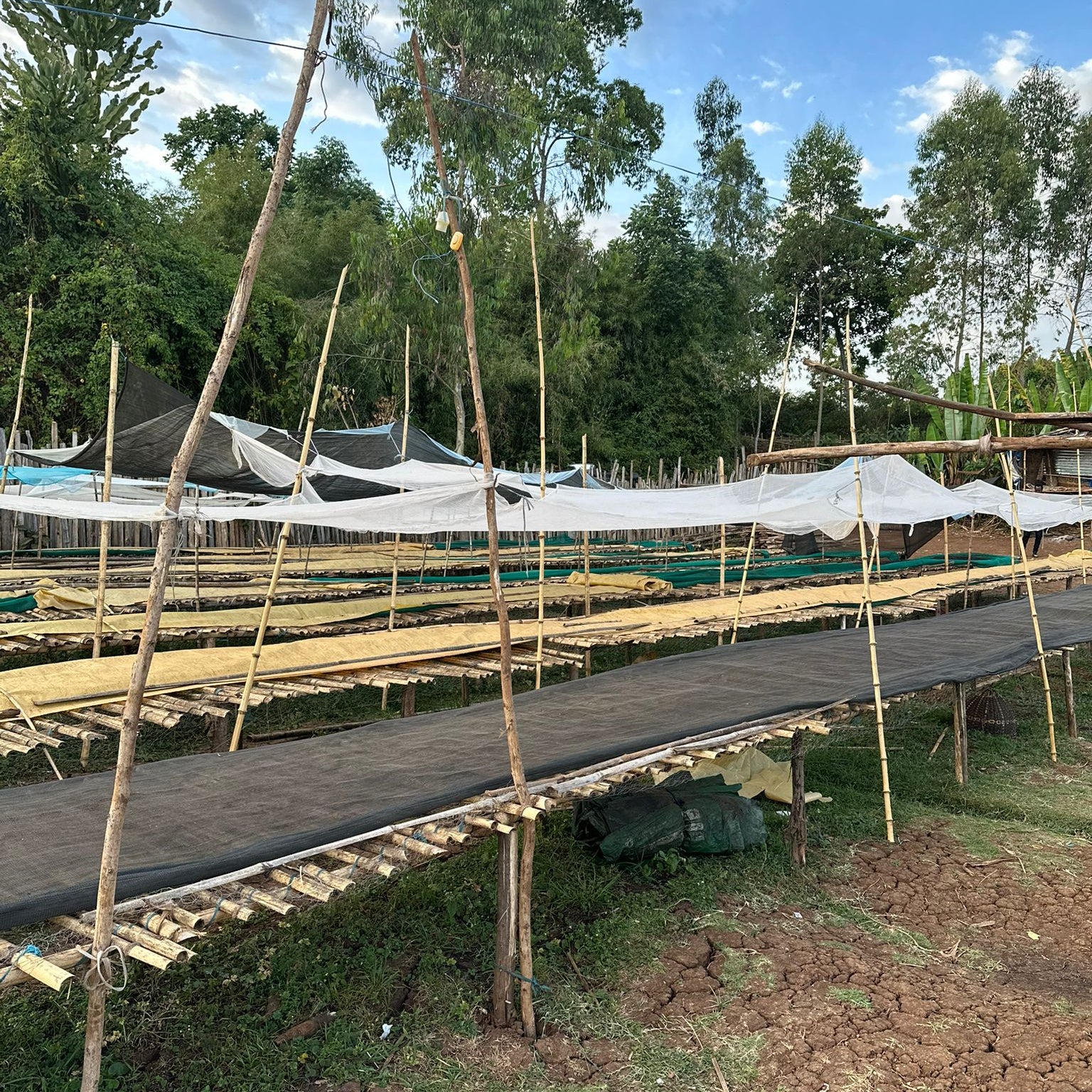 Tefese Ya'u - Image 7